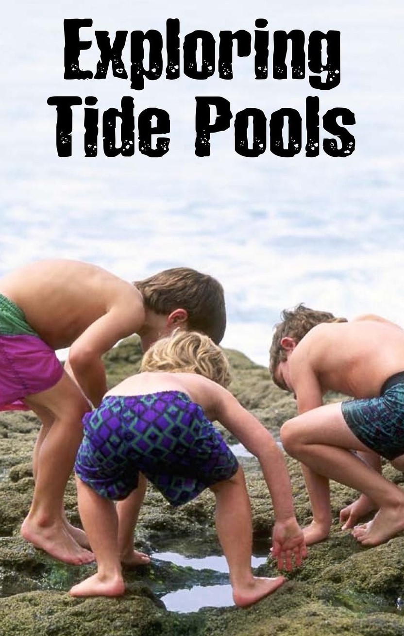 Exploring Tide Pools