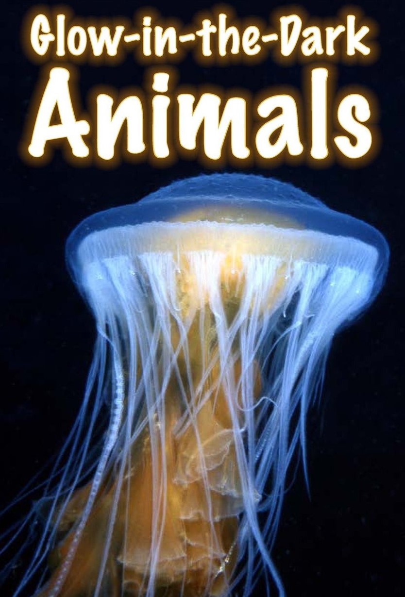 Glow-in-the-Dark Animals