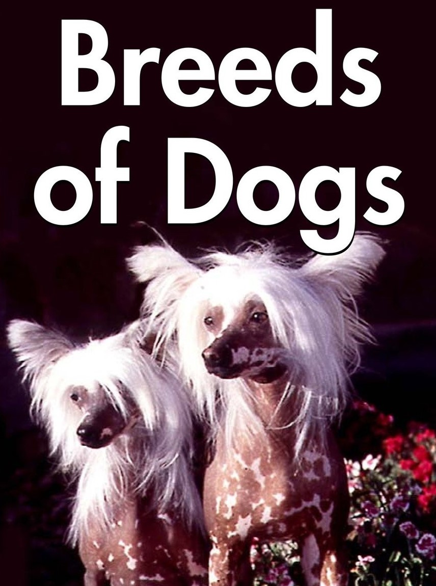 Breeds of Dogs