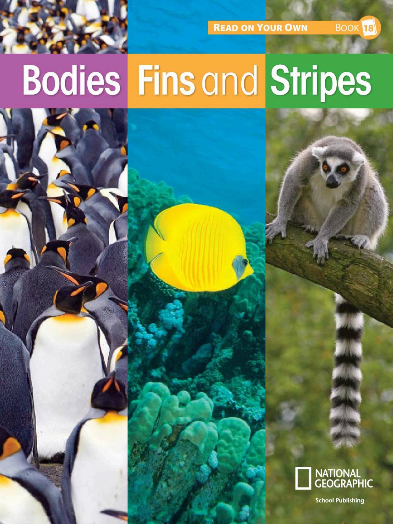 Bodies Fins and Stripes