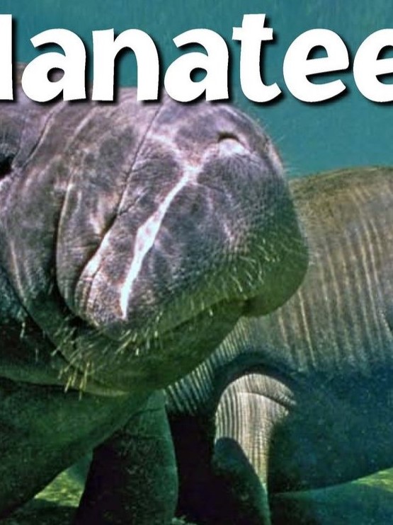 Manatees