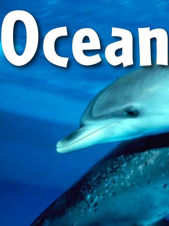 Ocean Animals