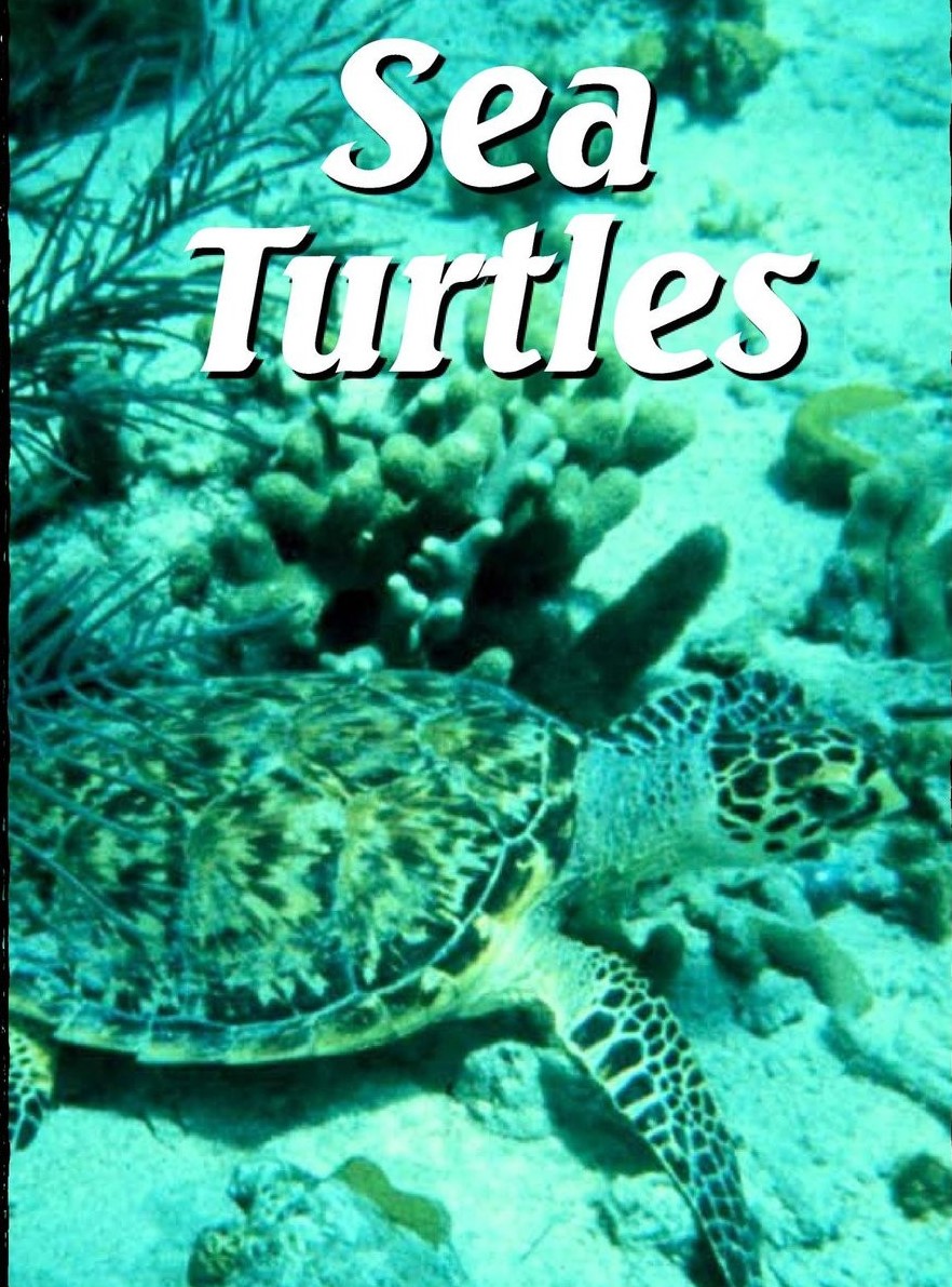 Sea Turtles