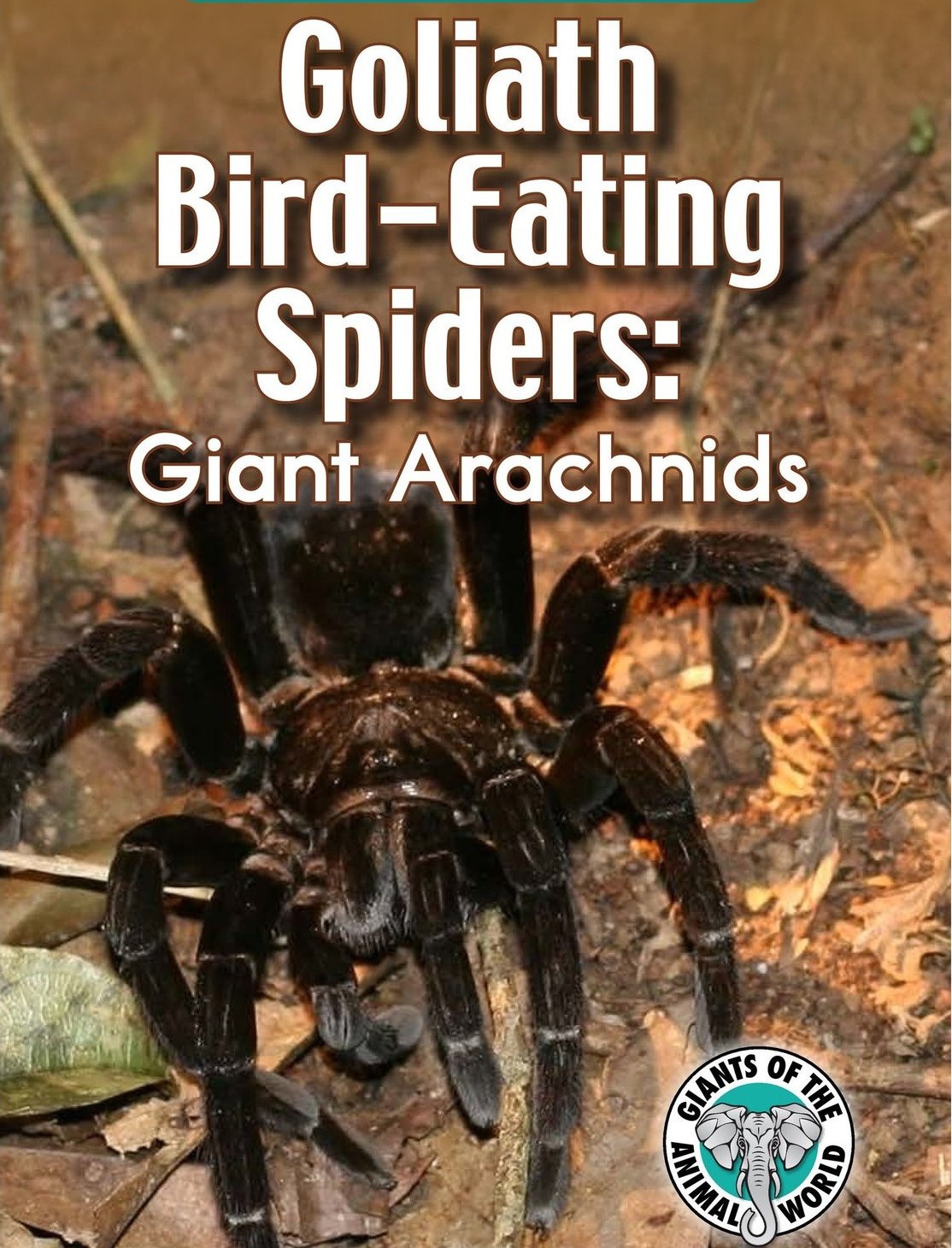 Goliath Bird-Eating Spiders: Giant Arachnids