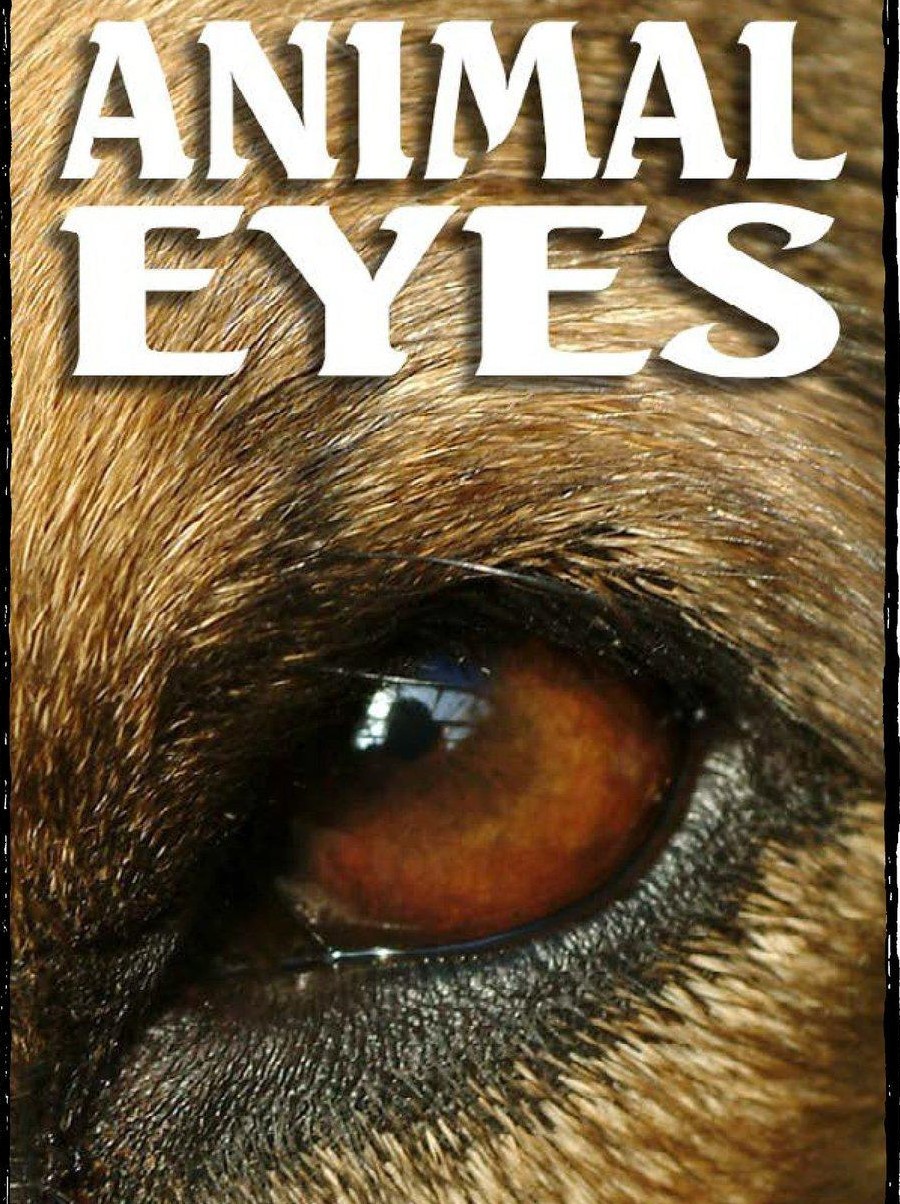 Animal Eyes
