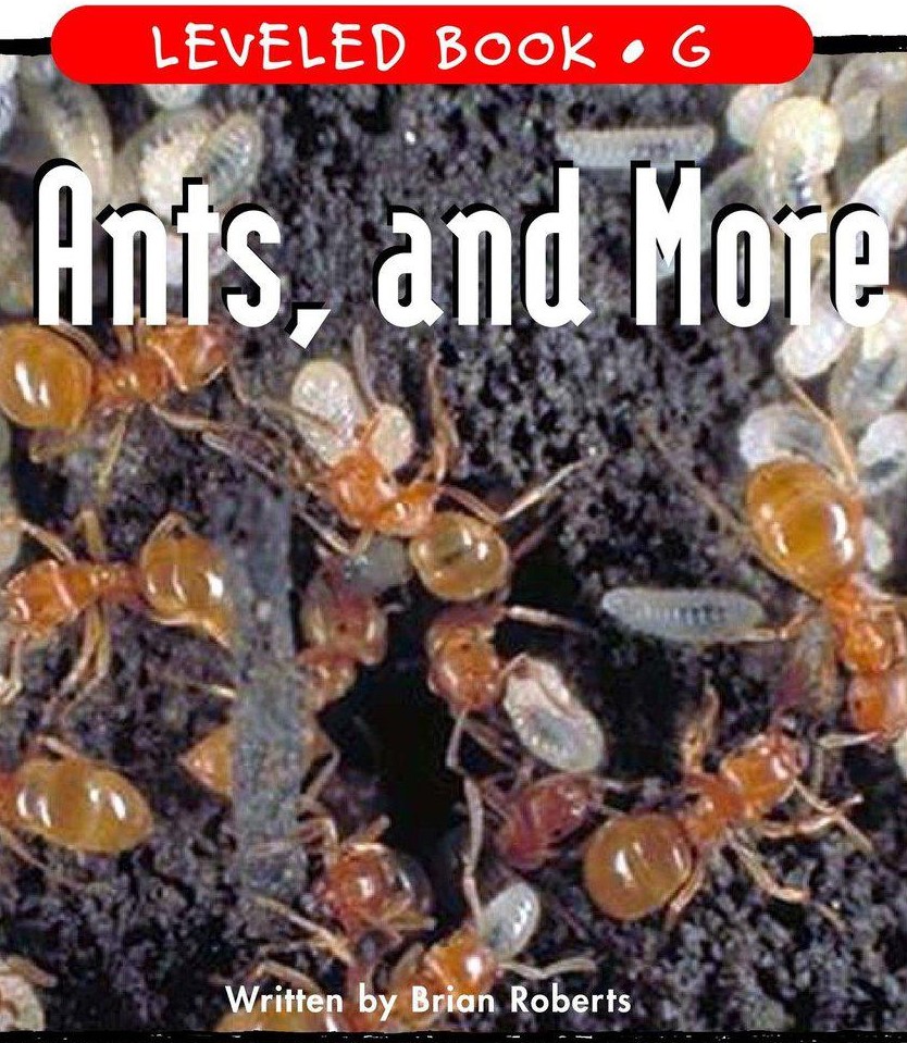 Ants, Ants, and More Ants