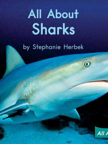 All About Sharks