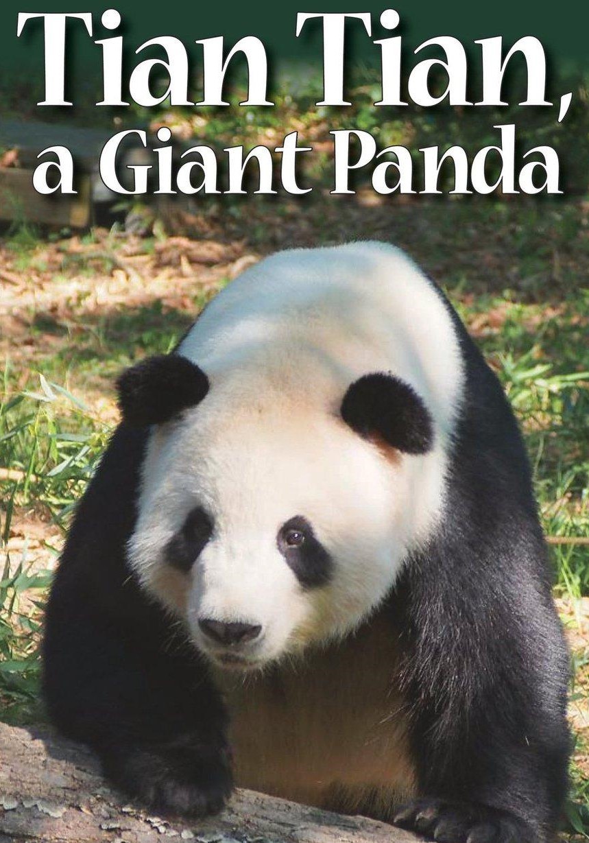 Tian Tian, a Giant Panda