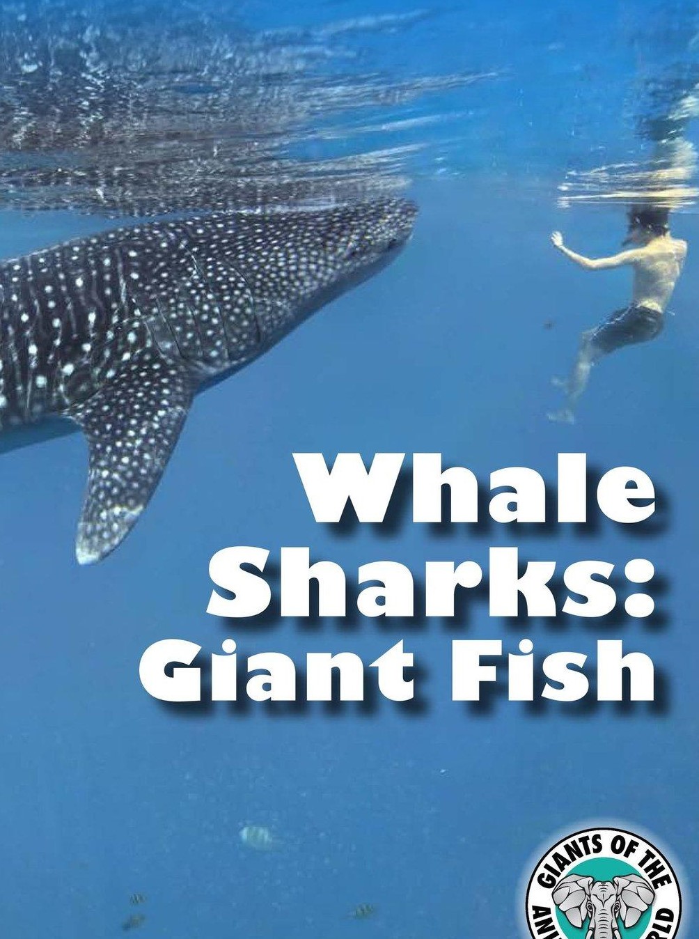 Whale Sharks Giant Fish