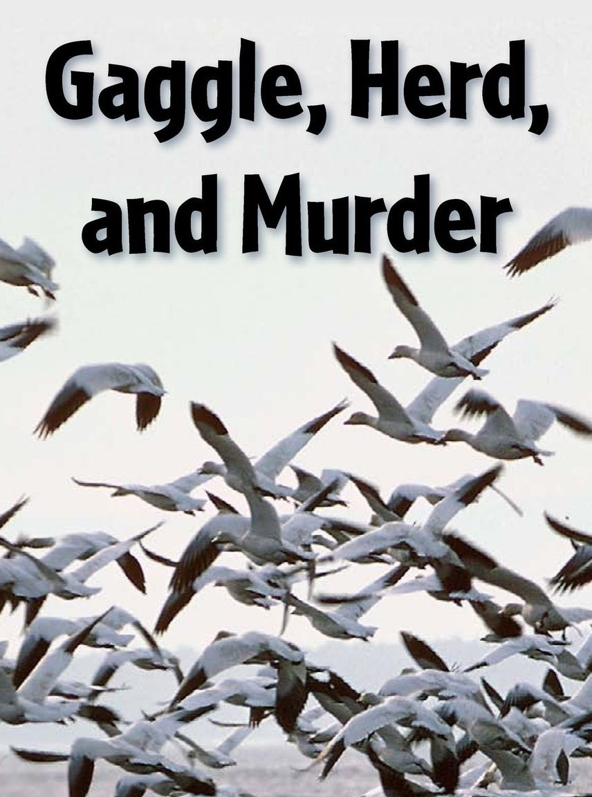 Gaggle, Herd, and Murder