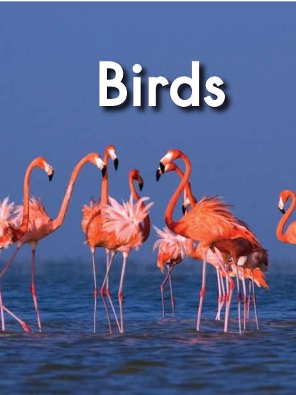 Birds