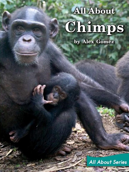 All About Chimps