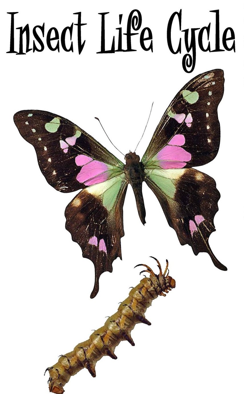 Insect Life Cycle