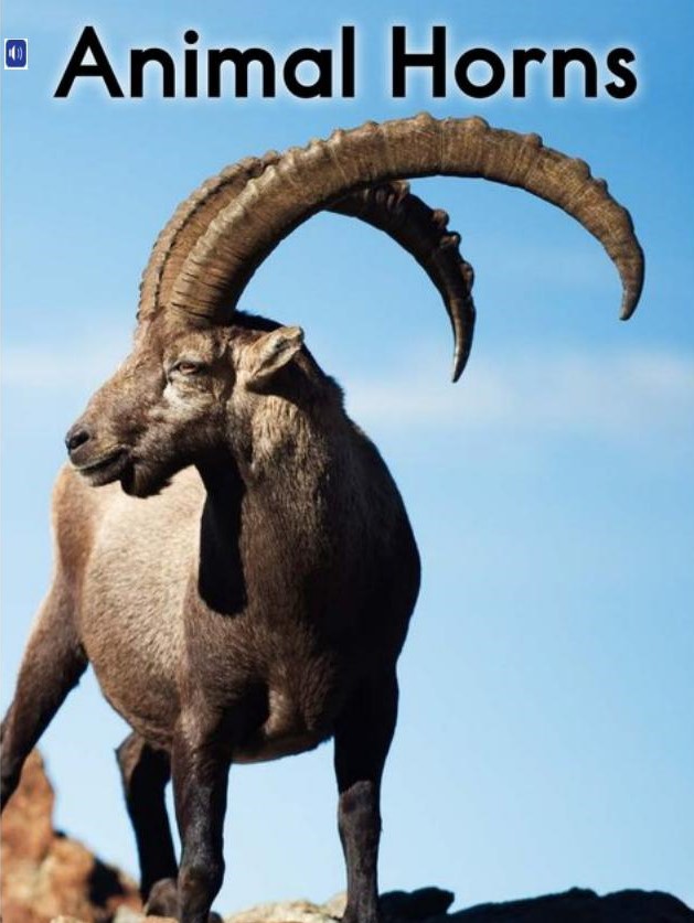 Animal Horns