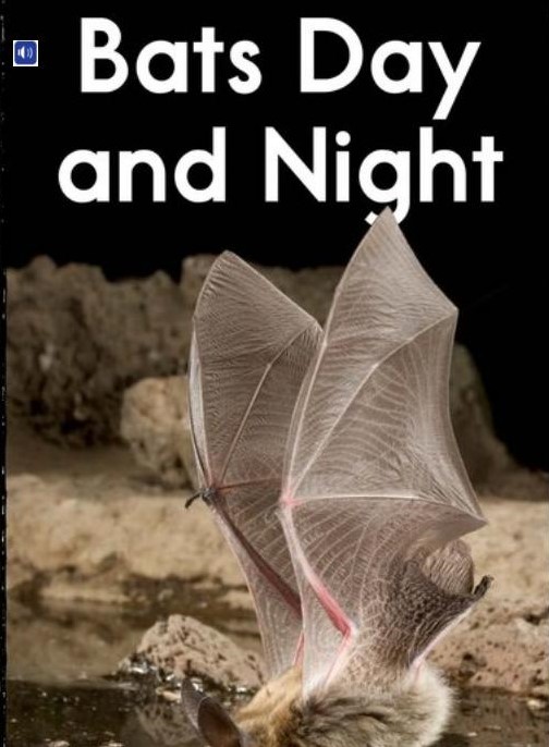 Bats Day and Night