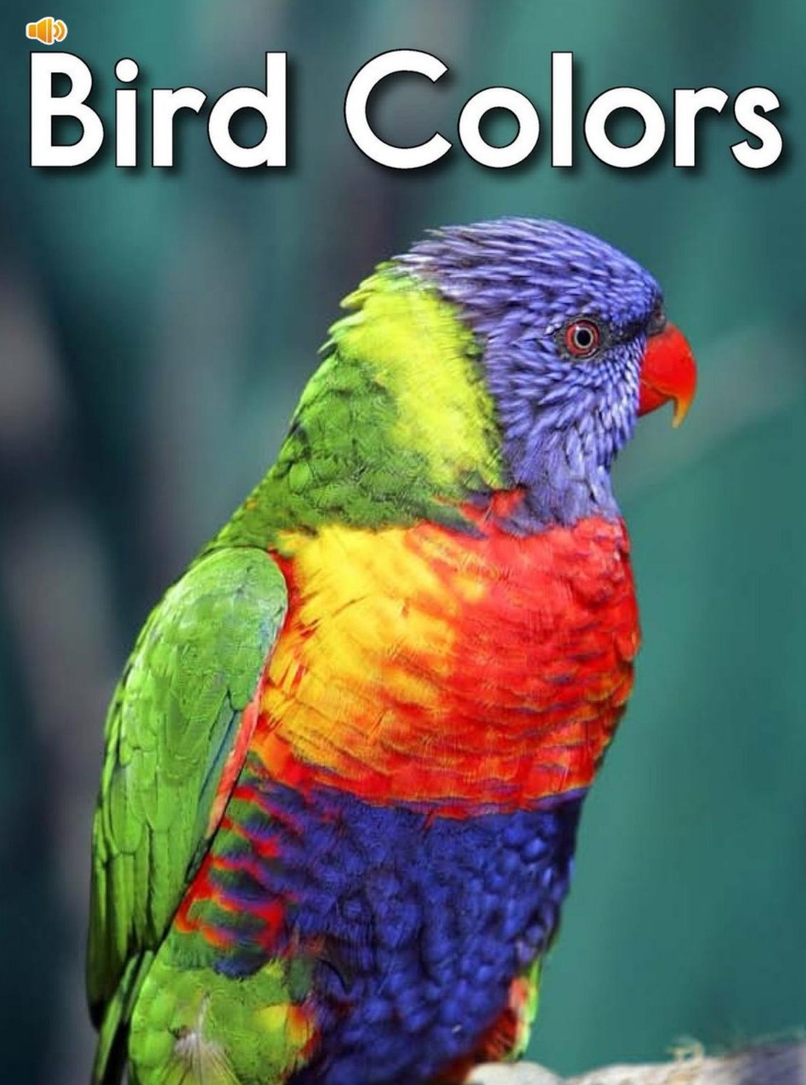 Bird colors