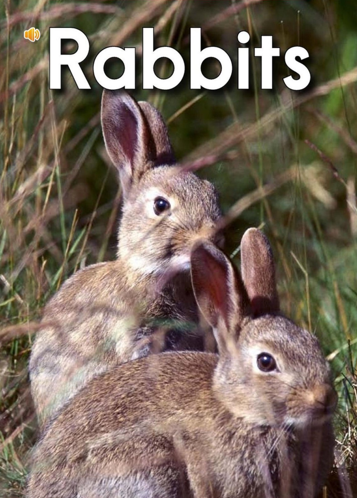 Rabbits