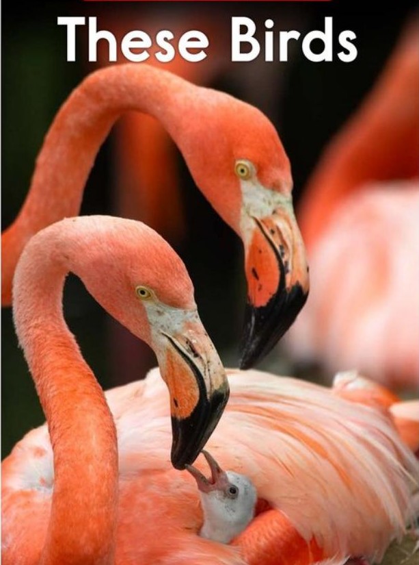 These Birds