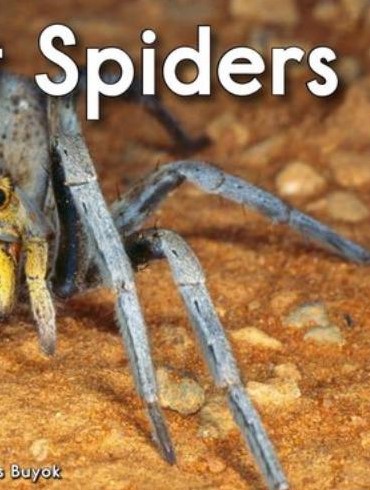 All About Spiders