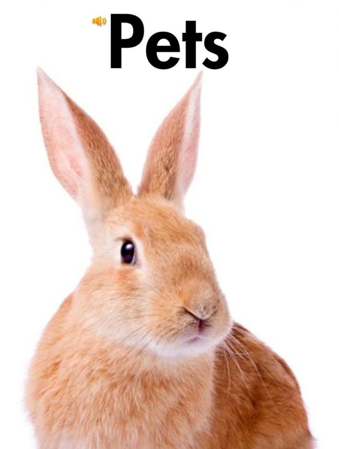 Pets
