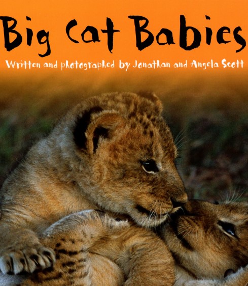 Big Cat Babies