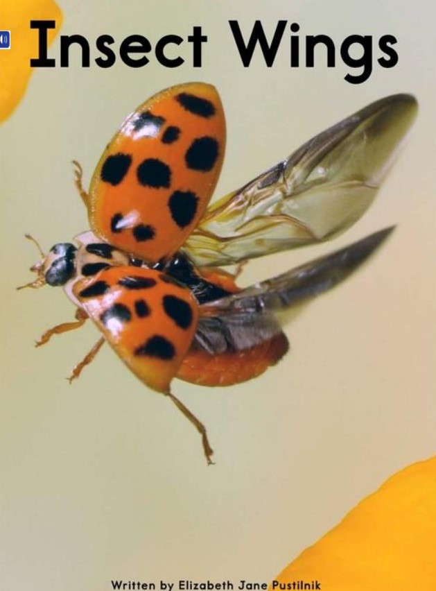 Insect Wings