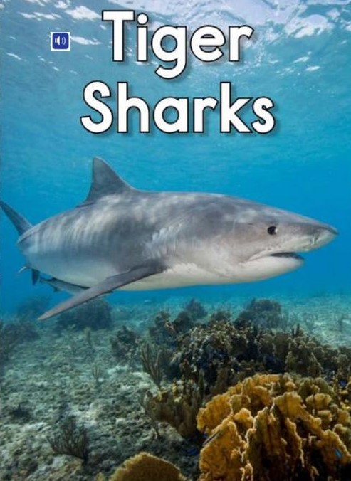 Tiger Sharks