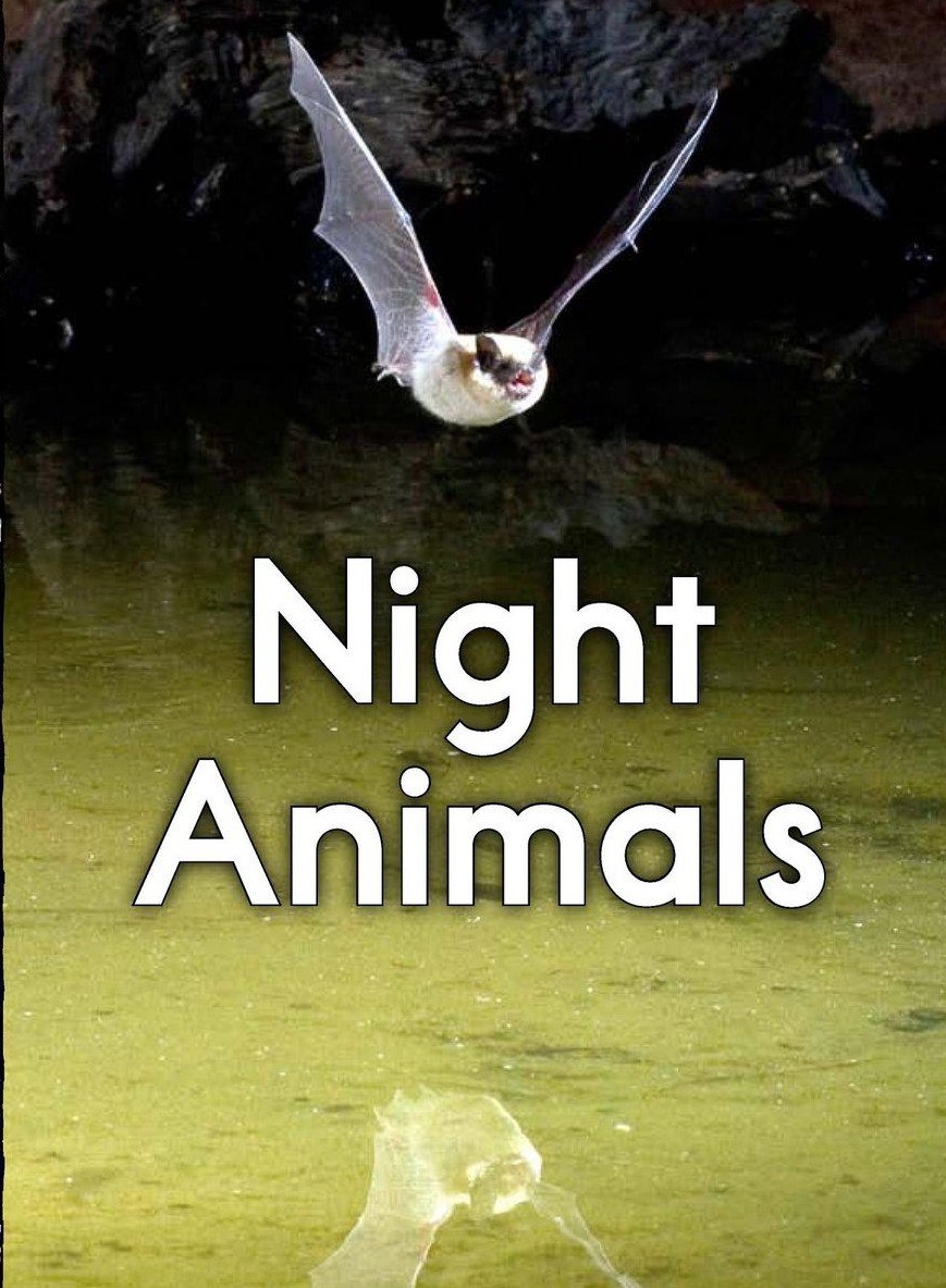 Night Animals