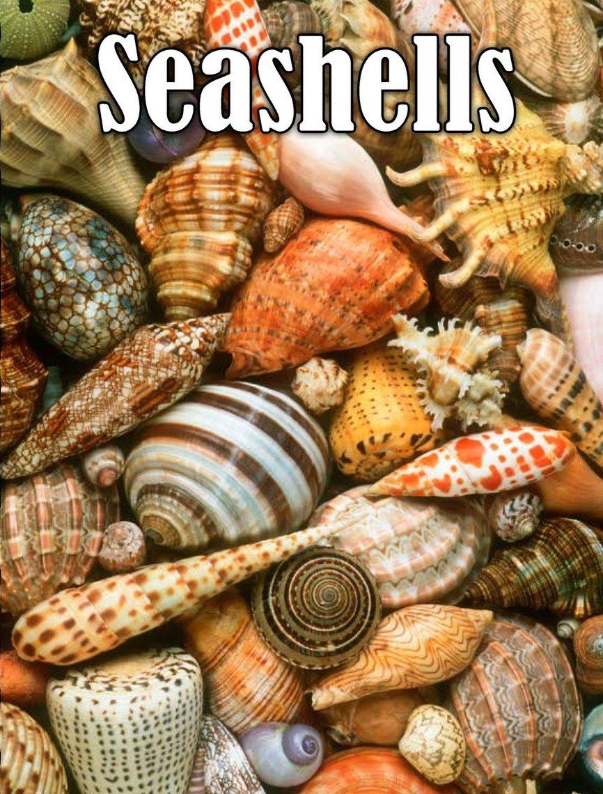 Seashells