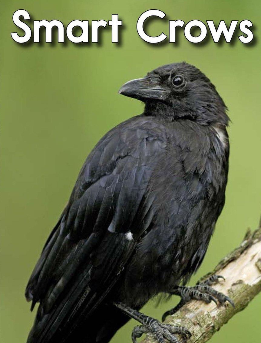 Smart Crows
