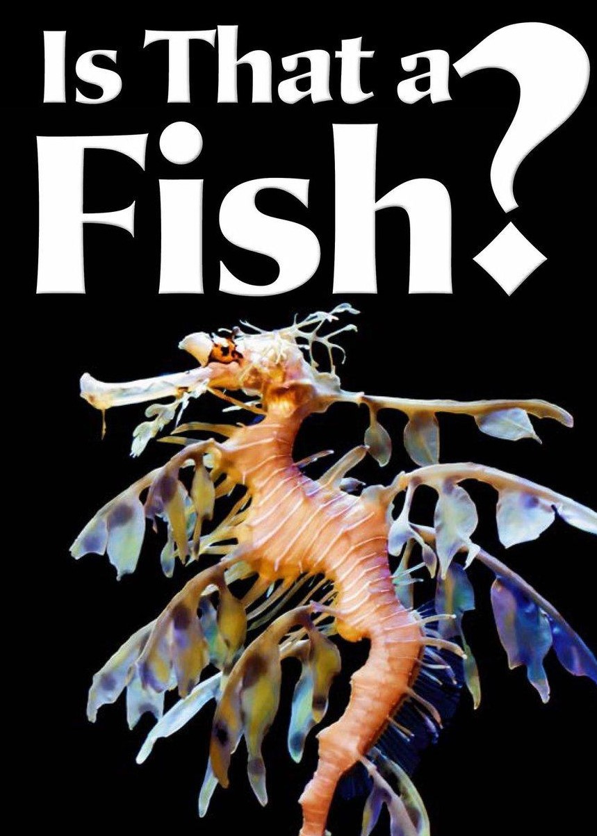 Is That a Fish