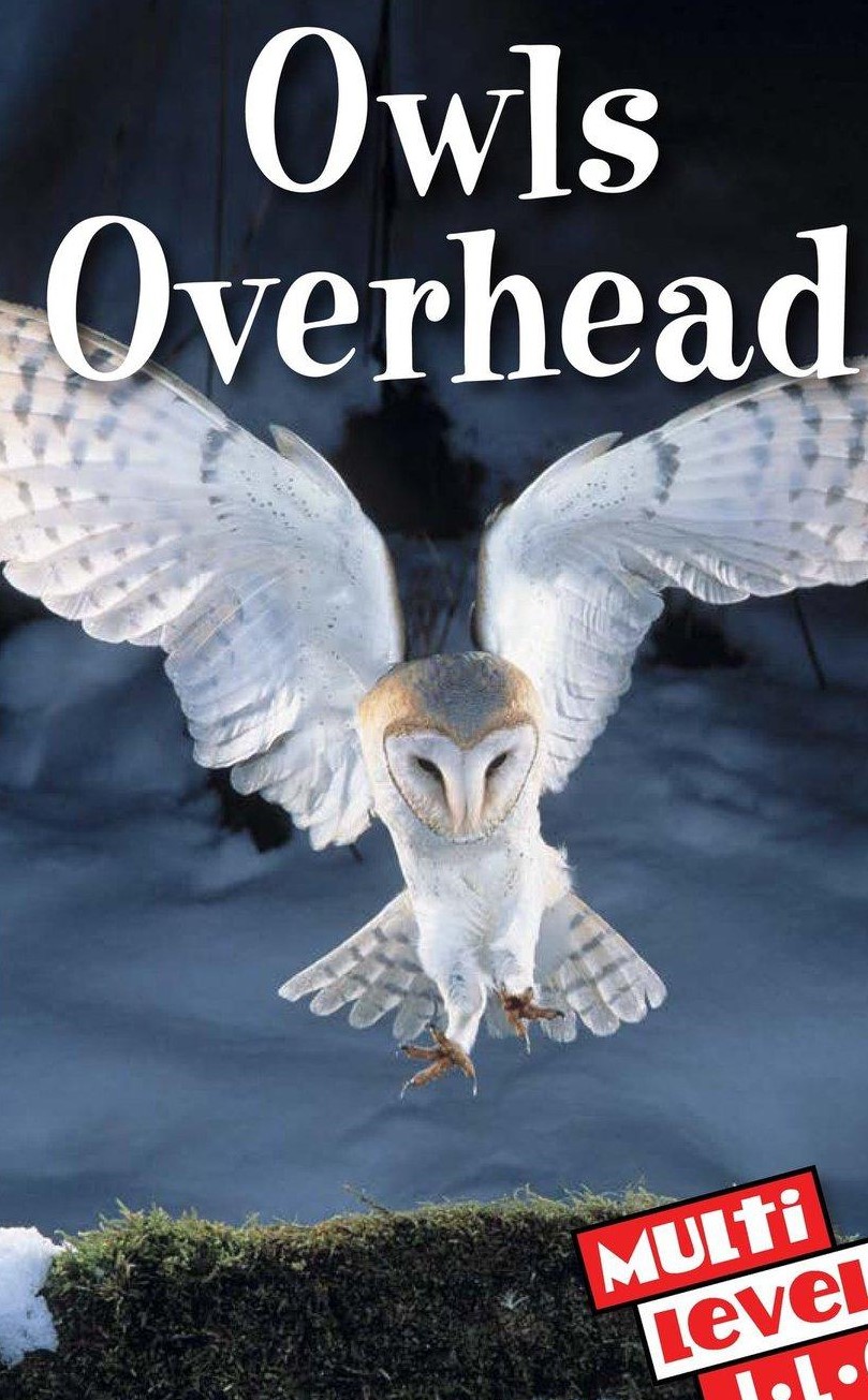 Owls Overhead