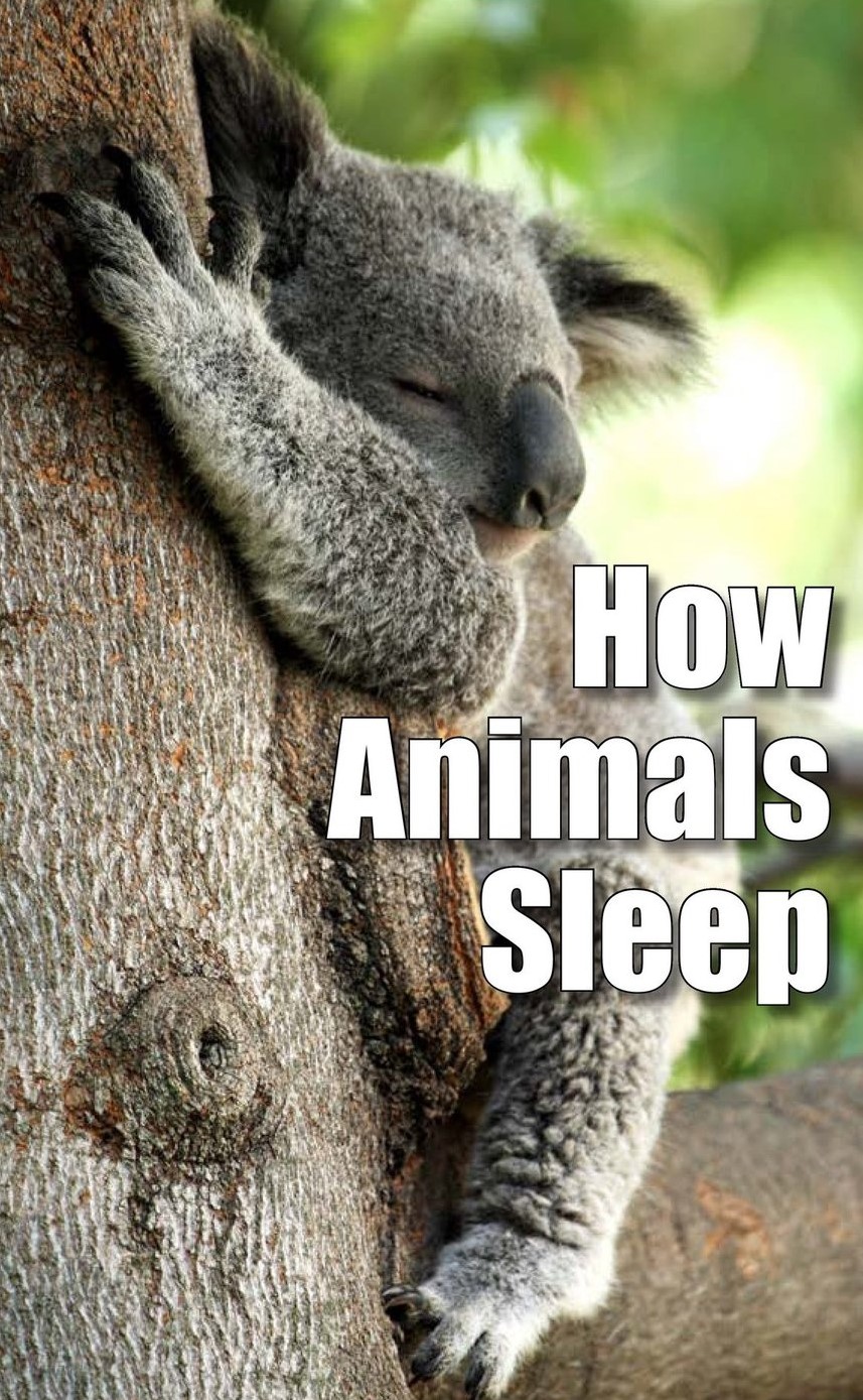 How Animals Sleep