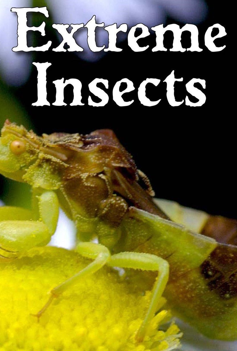 Extreme Insects