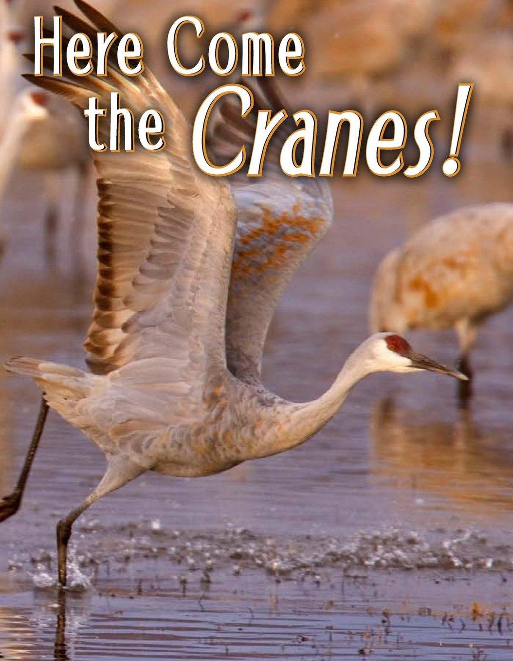 Here Come the Cranes!