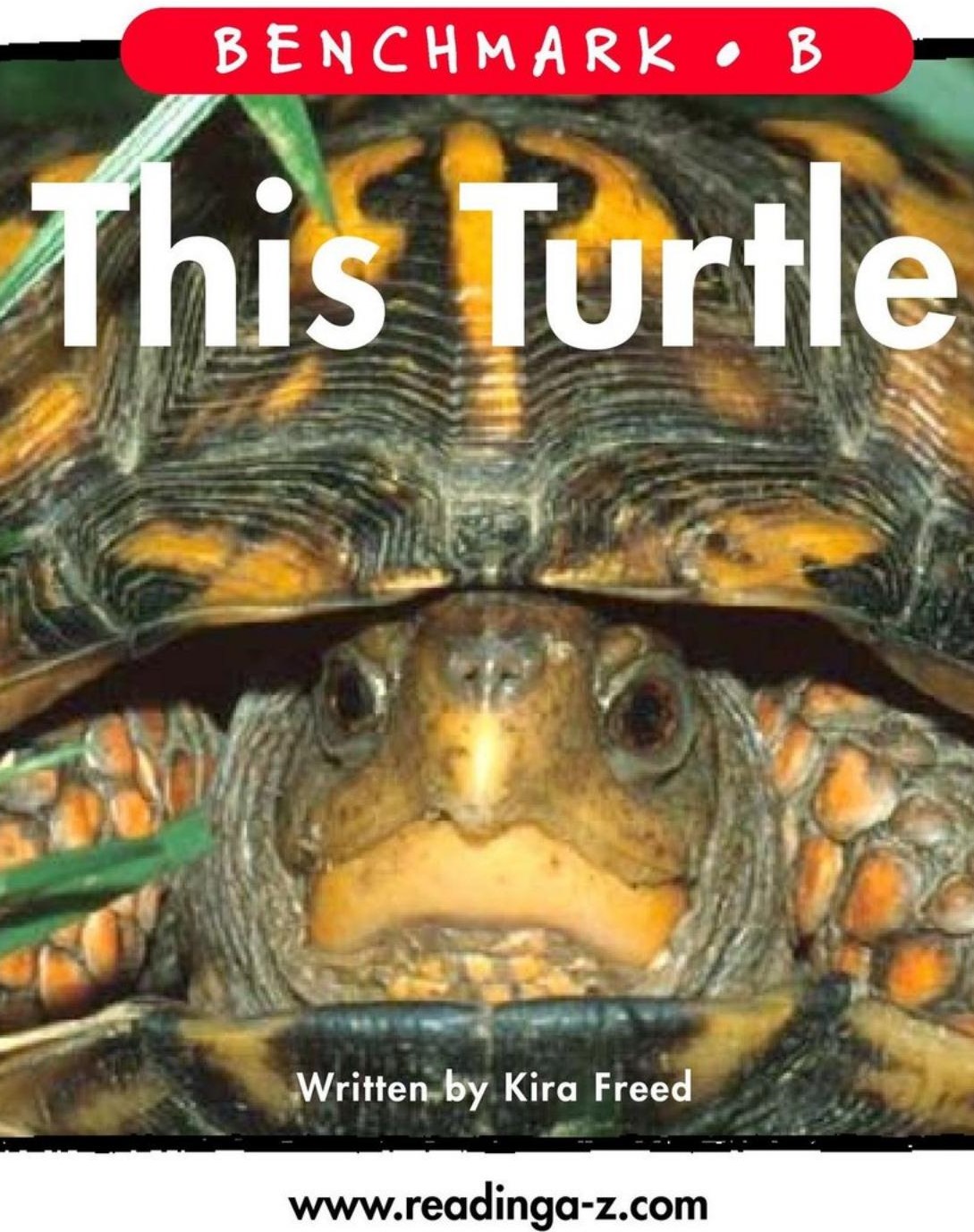This Turtle