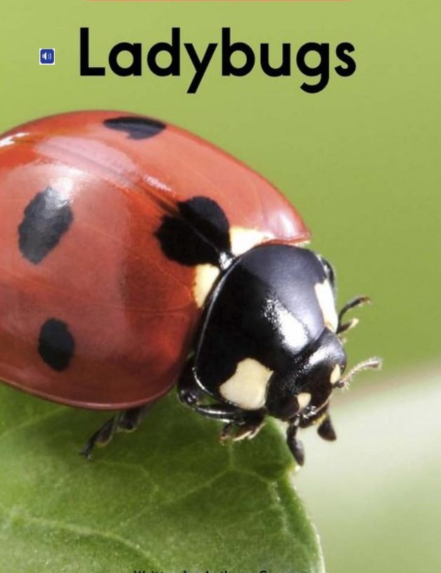 Ladybugs