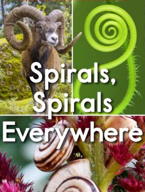 Spirals,Spirals Everywhere