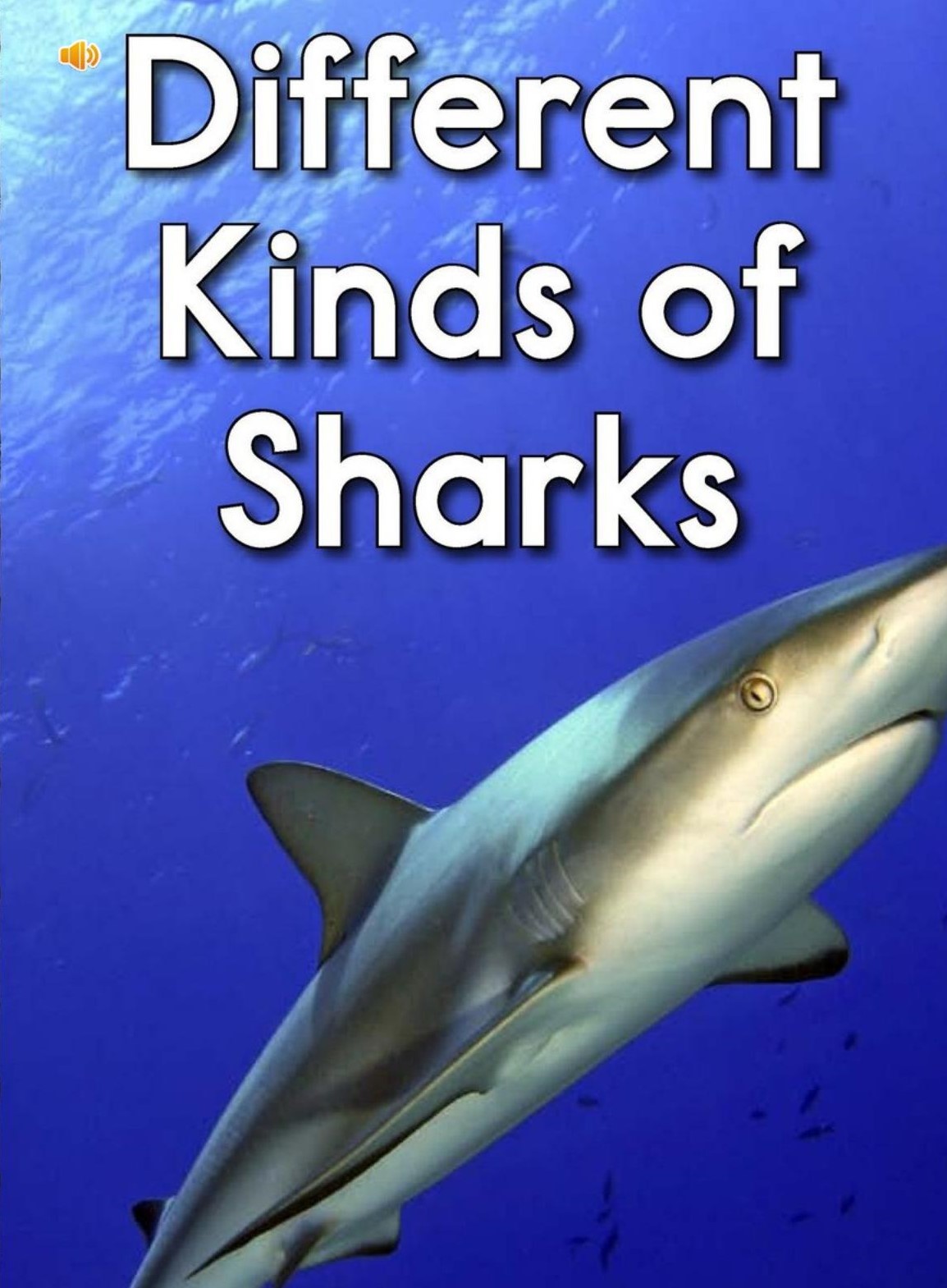 Different Kinds of Sharks