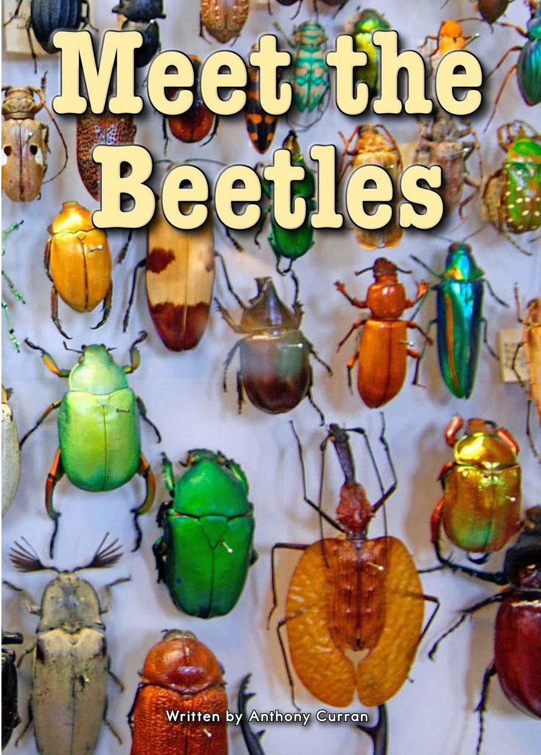 Meet the Beetles
