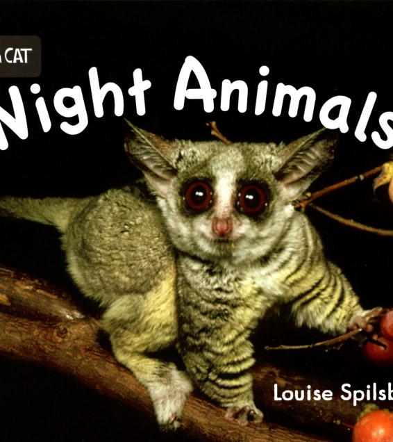 Night Animals
