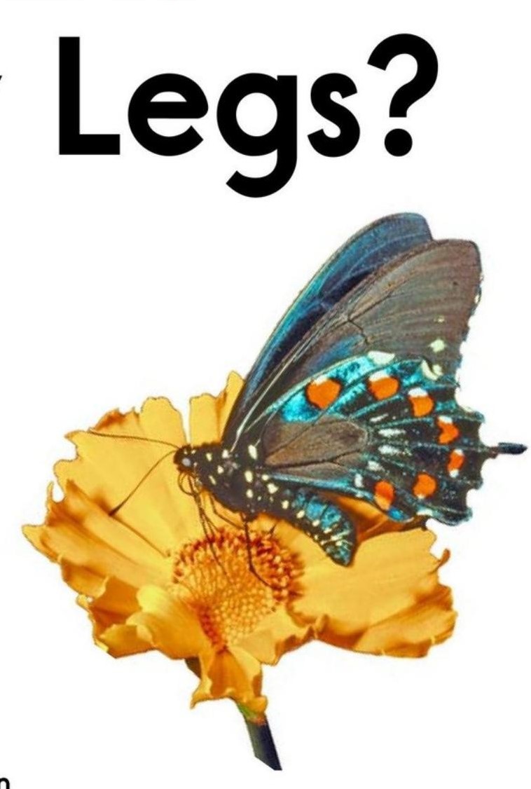 How Many Legs