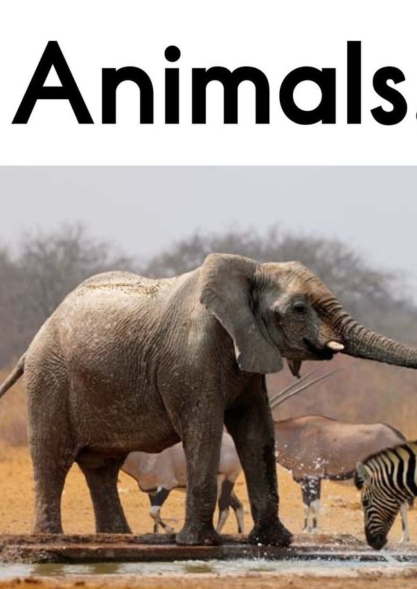 Animals