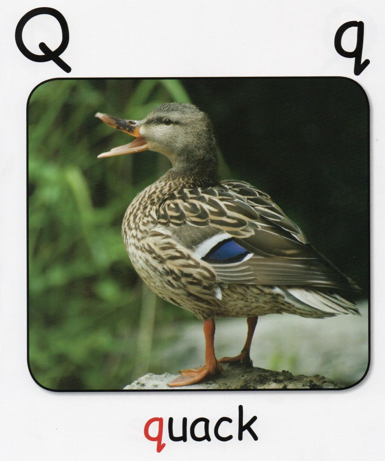 Q