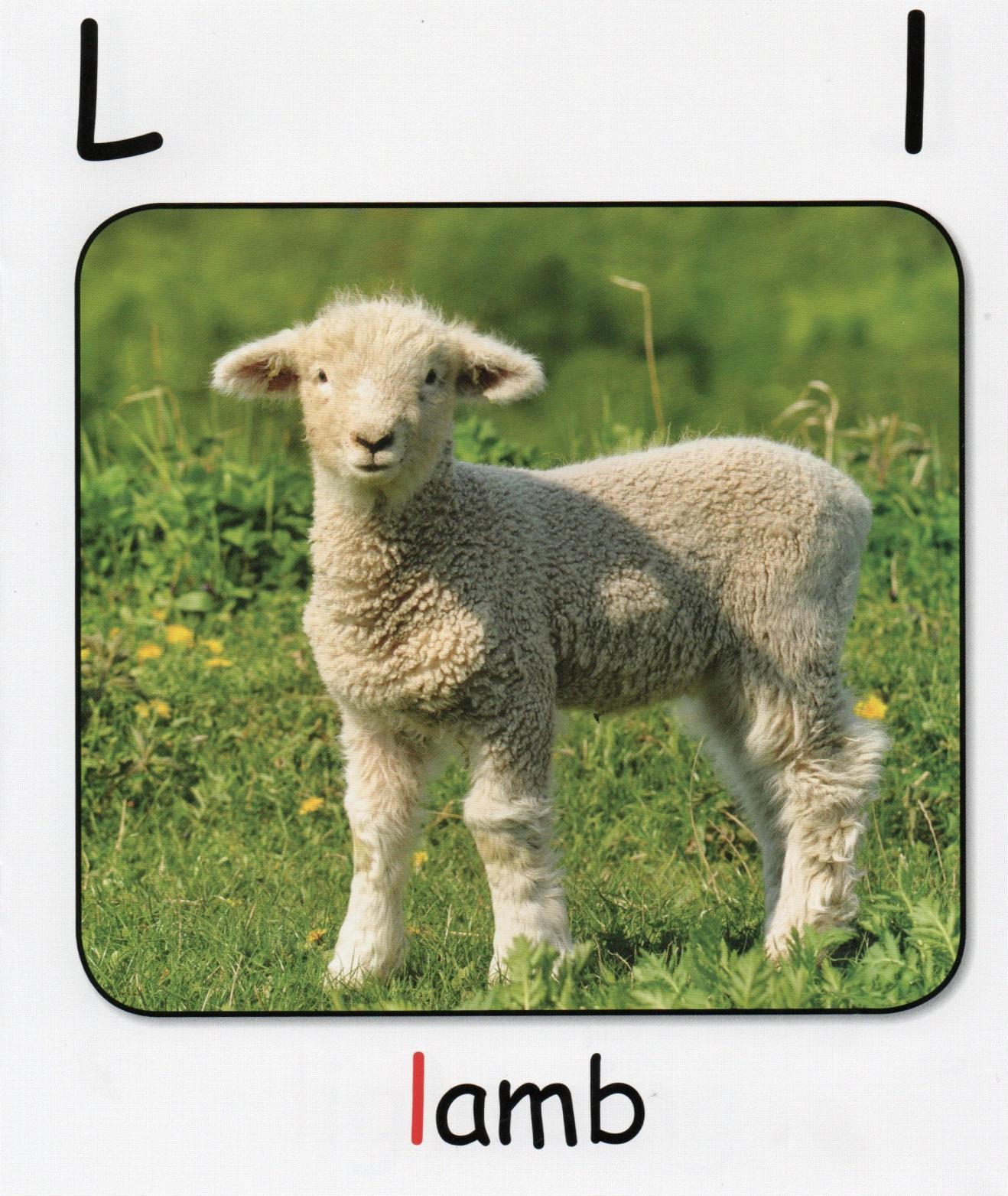 L