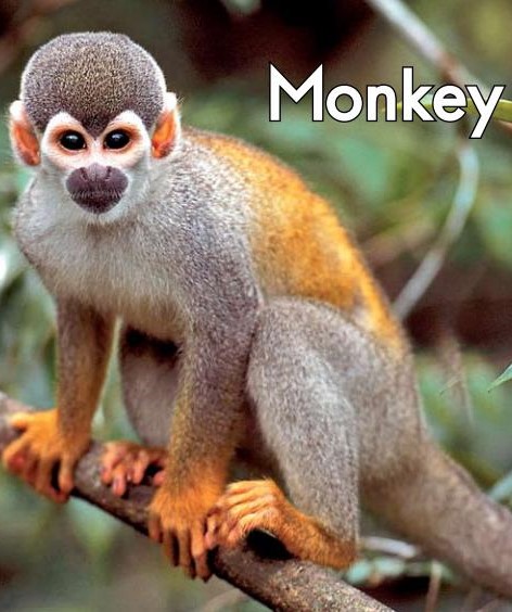 Monkey